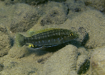 Melanochromis baliodigma 'Membe Island'